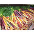All Varietis Of High Quality Rainbow Carrots Seeds For Planting